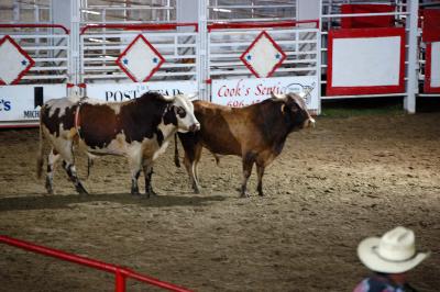Bull and Friend