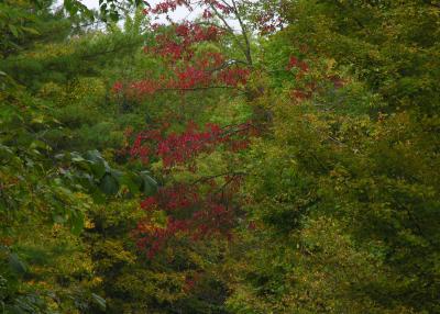 Red Tree