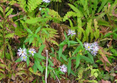 New York Aster