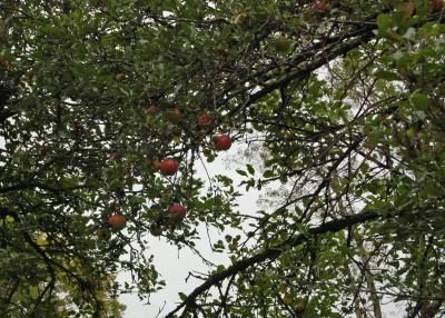 Apples