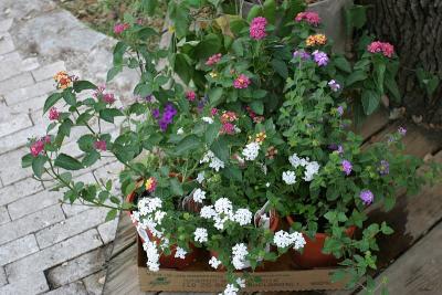 lantanas and verbnena.jpg