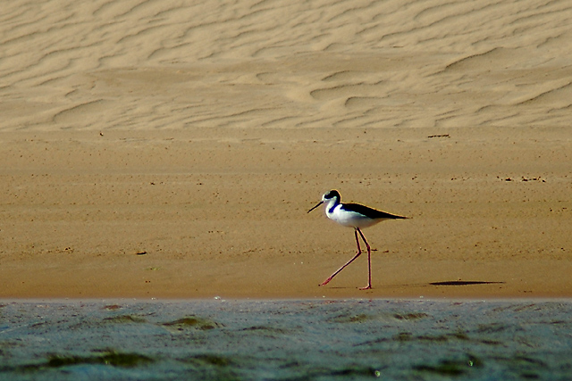 Shore Bird