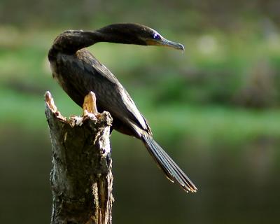 v3/28/527328/3/44800375.61105bird021.jpg