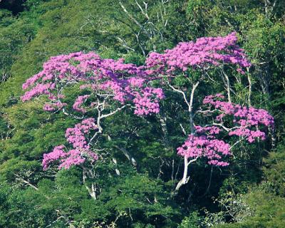 Tajibos in Bloom