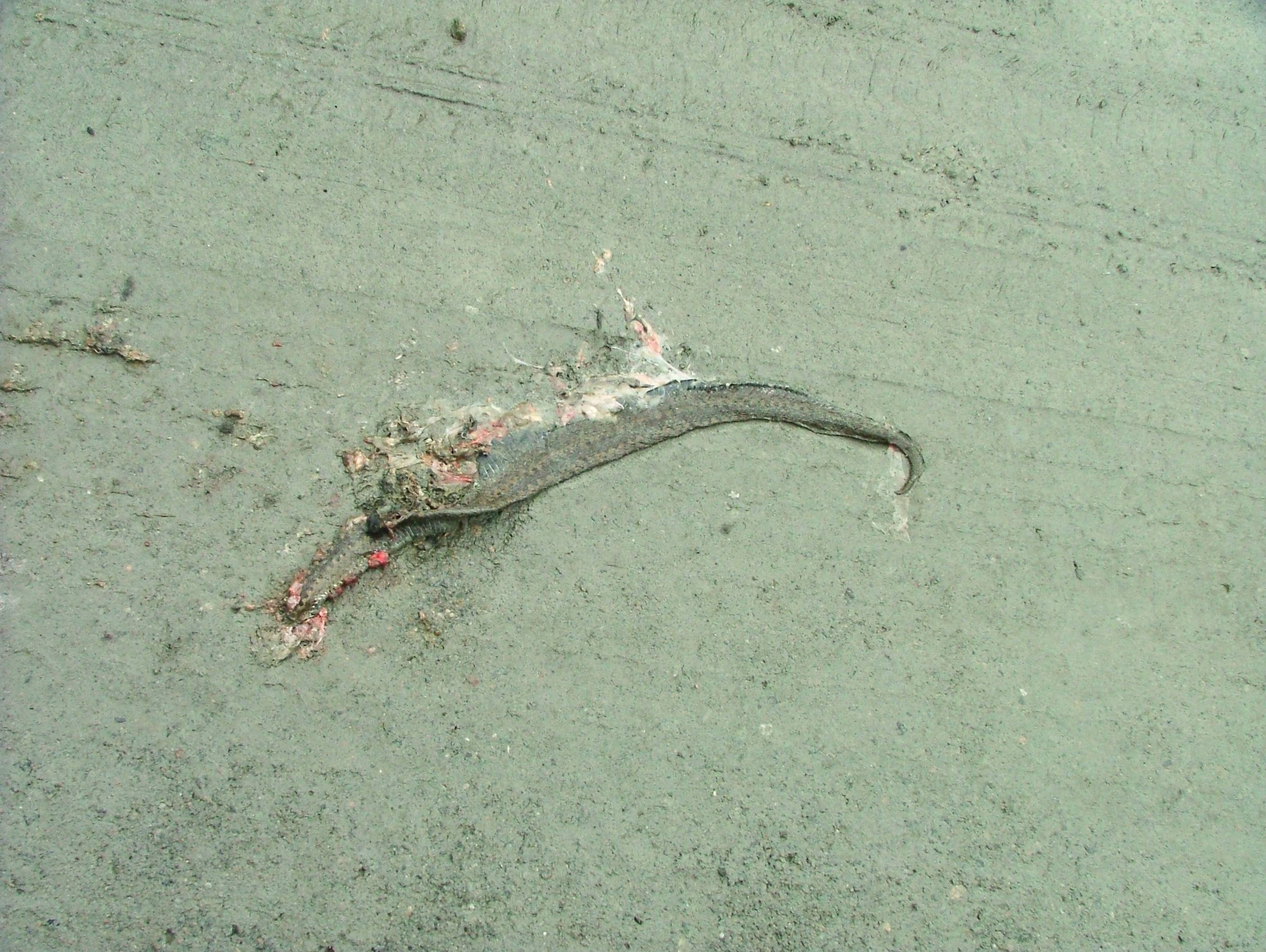 An Adder after a short meeting with modern lifestyles