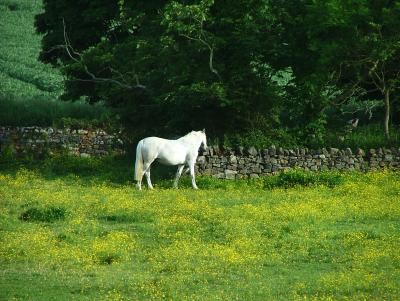 My Horse or Sir Lancelots Horse?