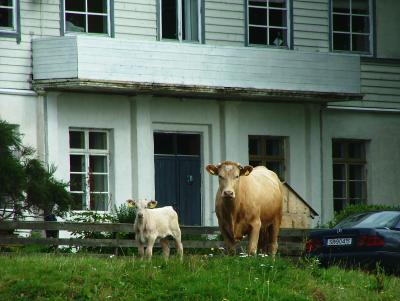 There are cows everywhere at Herdla