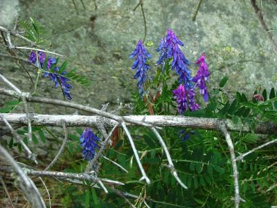 Flowers by the Beach of Herdla