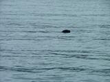 A Seal Watching us