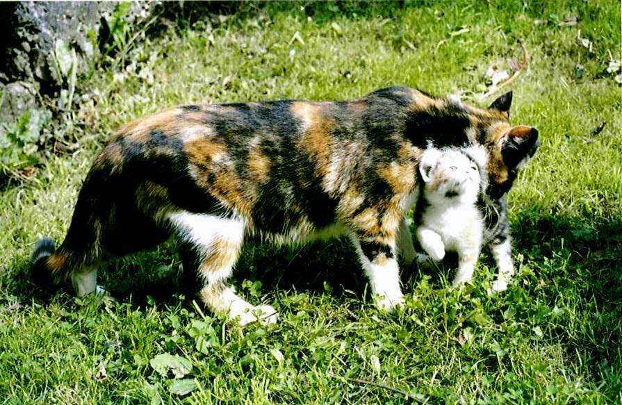 Cat with Kitten