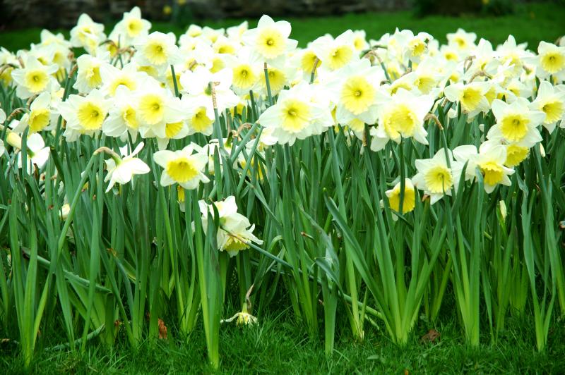 Daffodils