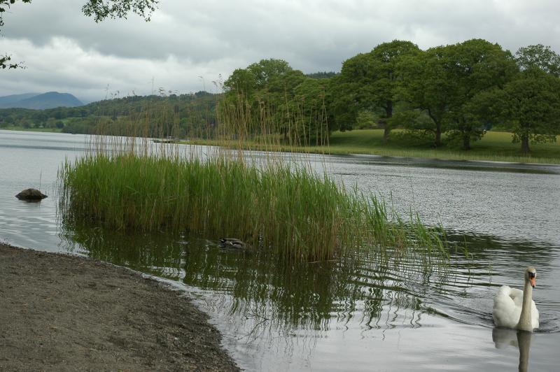 Swan on Elterwater 93