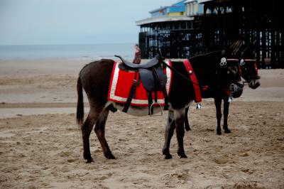 Donkeys on Blackpool Beach