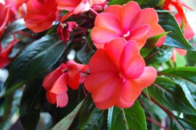 Berry Bush in Bloom