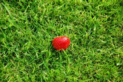 Grass with a fallen Strawberry