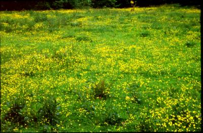 Buttercup Field