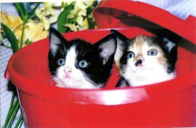 Kittens in a Red Bin