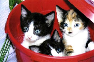 Kittens in a Red Bin