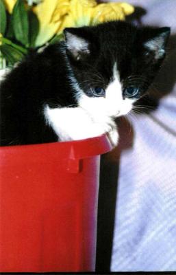 Kitten in a Red Bin