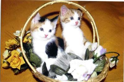 Kittens in a Yellow Basket