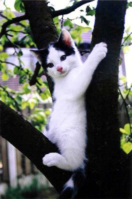 Cat up a Tree