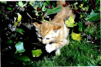 Kitten in the Grass