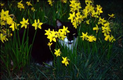 Cat in Daffodils