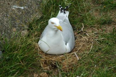 Nesting Gull