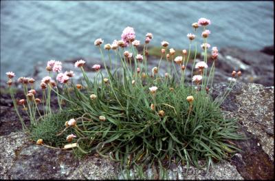 Wild Flowers of Ireland