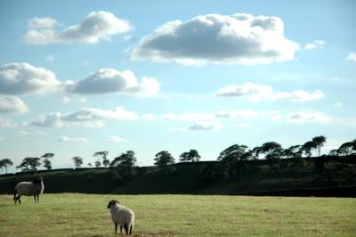 Sheep in the Landscape 85