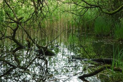 Water and Reeds 123