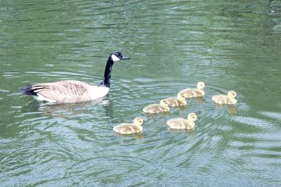 Malard Goose and its Babies N 61