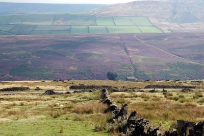 Moorland with the Heather in Bloom 128