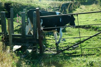 Cow in the Marsden Countryside 114