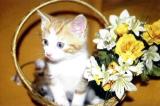 Kitten in a Basket