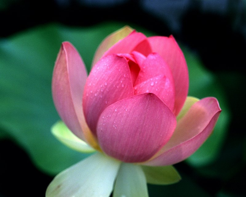 Pale red