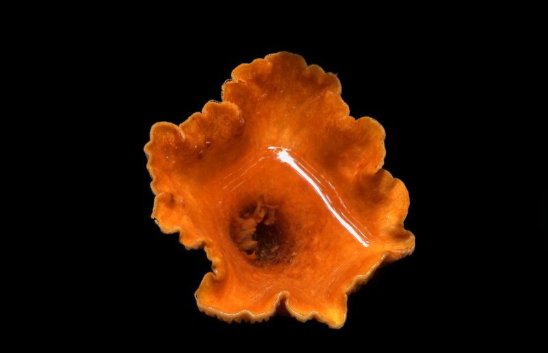 fungus 2