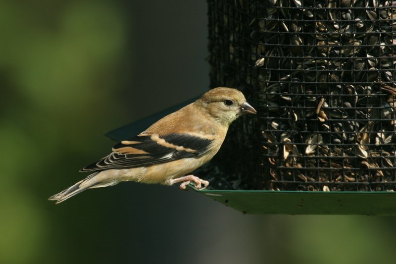 Goldfinch with fall plumage