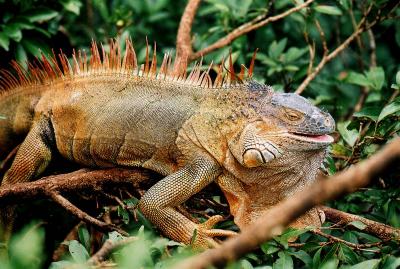 Iguana costa rica