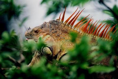 iguana 2 Costa Rica