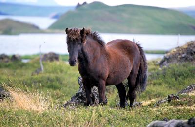 pony 2