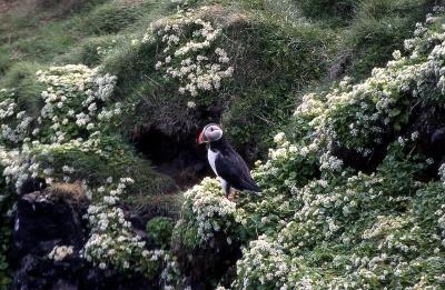 puffin