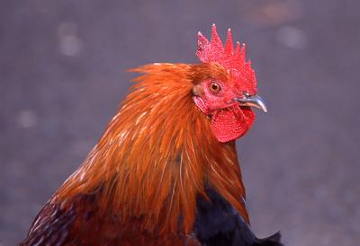 wild rooster Kuaui