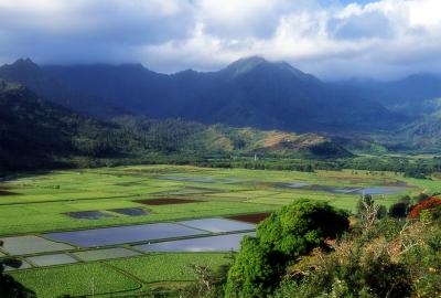Rice fields Kuaui
