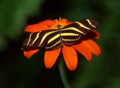 Butterfly-Belize