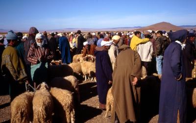 Sahara Desert sheep market-Morocco