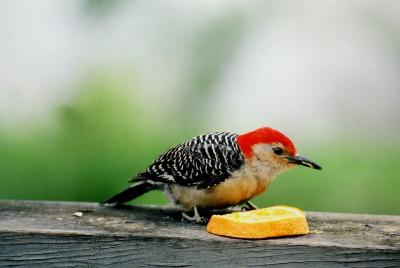 Red-bellied Woodpecker