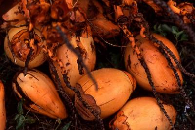 Coconuts