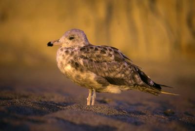 gull 3