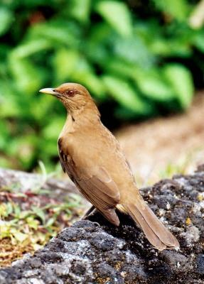 C. American Robin